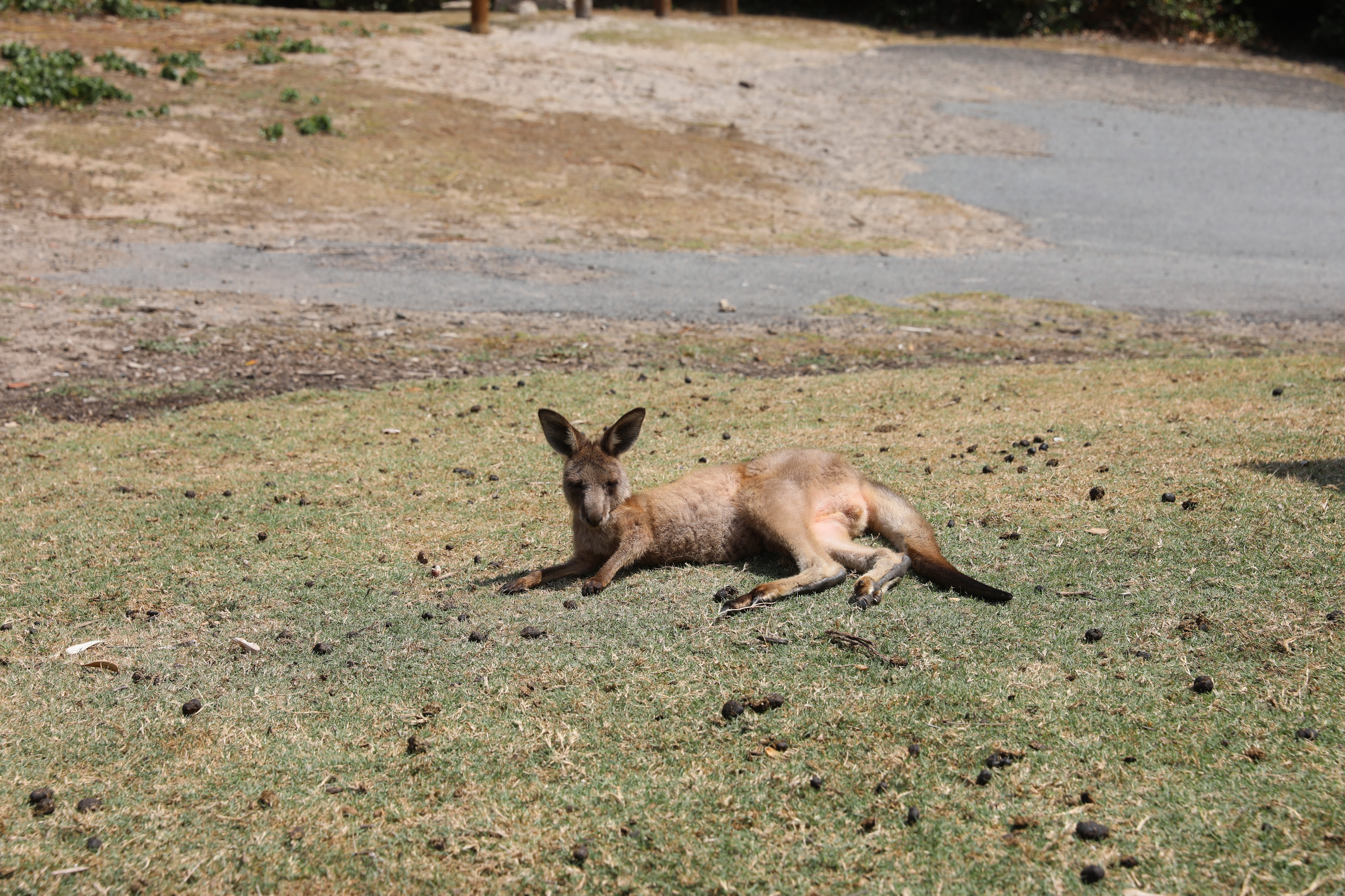 2020 01 12 14 46 01 Canon EOS 5D Mark IV 0021